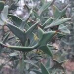 Colletia paradoxa Лист