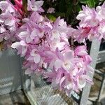Dendrobium moniliforme Květ