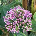 Hydrangea febrifuga Blomst