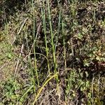 Allium strictum Feuille