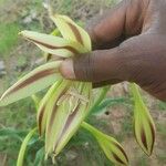 Crinum ornatum Blomst