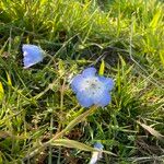 Nemophila menziesii Květ