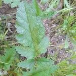 Erodium gruinum برگ