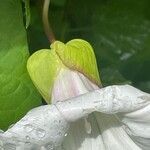 Calystegia silvatica Muu