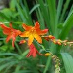 Crocosmia × crocosmiifloraFiore