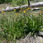 Wyethia angustifolia Habitat