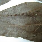 Connarus fasciculatus Otro
