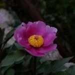 Paeonia mascula പുഷ്പം