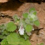 Stachys saxicola Hábito