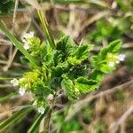 Lippia javanica Листок