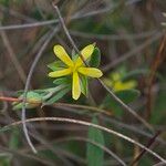 Helianthemum salicifolium Fula