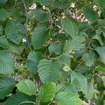 Alnus incana पत्ता