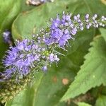 Veronica longifolia 花