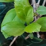 Forsythia viridissima Leaf