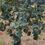 Quercus garryana 叶