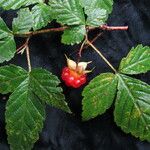 Rubus pentagonus Hábito
