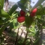 Thevetia ahouai Gyümölcs
