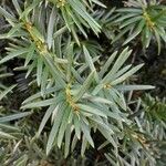 Taxus cuspidata Blatt