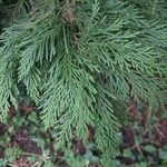 × Hesperotropsis leylandii Leaf