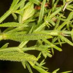 Stachys glutinosa Foglia