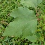 Xanthium orientale List