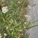 Erigeron strigosus Likasa