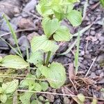 Erythranthe guttata Blad