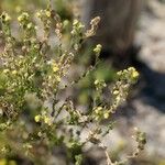 Linaria arenaria Fleur