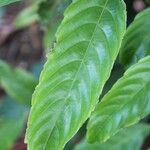 Leea guineensis Leaf