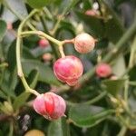 Euonymus japonicus Fruit