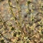 Stachys cretica Blomma