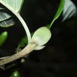 Malanea hypoleuca Fruit