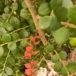 Myrsine africana Libunga