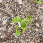 Stachyurus retusus Hoja