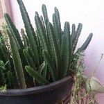 Stapelia grandiflora Leaf