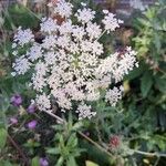 Ammi majusBlomma