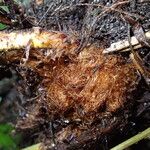 Dryopteris pentheri Sonstige