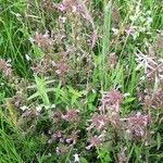 Pedicularis palustris Fiore