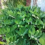 Polygonatum odoratumΛουλούδι