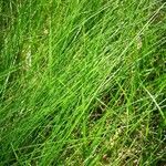 Equisetum scirpoides Blad