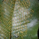 Campyloneurum brevifolium Leaf
