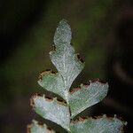 Adiantum vogelii Leaf