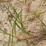 Juncus heterophyllus Other