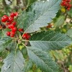 Sorbus mougeotii Levél