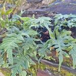 Polypodium cambricum Fuelha