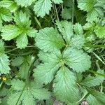 Potentilla norvegica Hoja