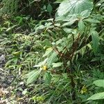 Impatiens auricoma Vekstform