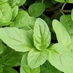 Mentha pulegium Blatt