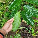 Coffea canephora Foglia