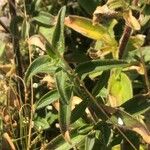 Antirrhinum braun-blanquetii 葉